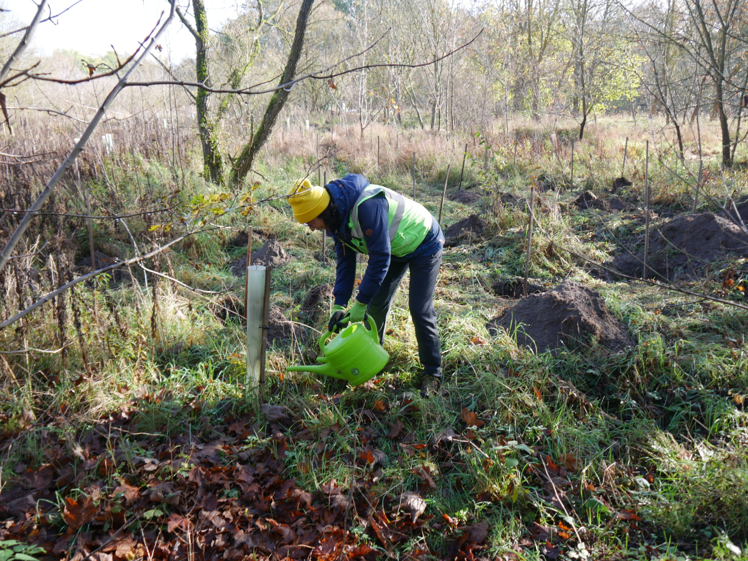 Revier Bucher Forst (Hobrechtsfelder Rieselfelder)